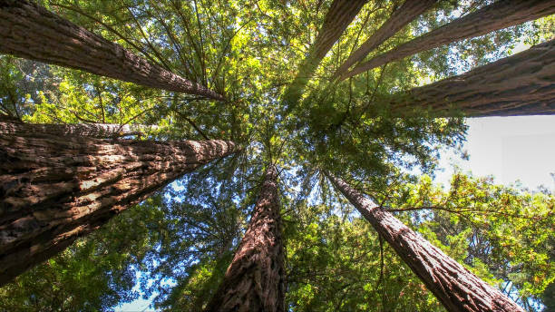 How Our Tree Care Process Works  in  Fort Ashby, WV